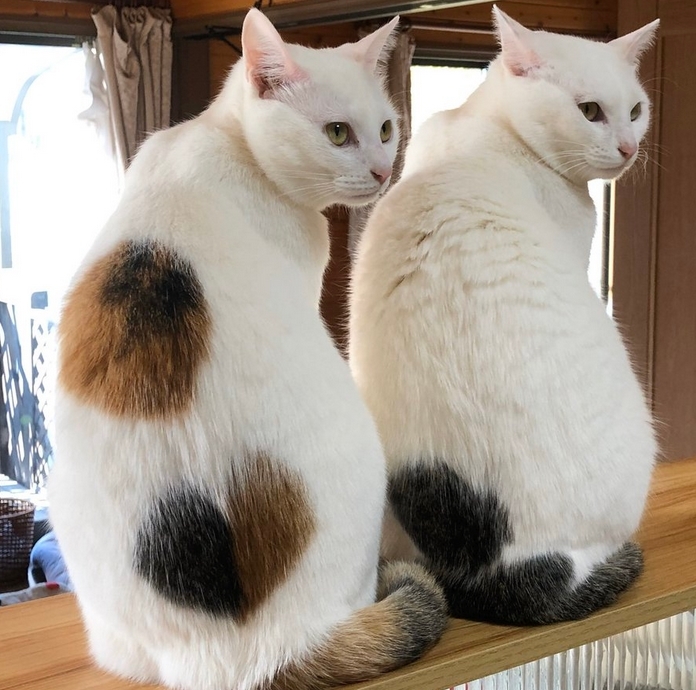【必見!】段ボール「捨て猫」が美しい猫姉妹に育った姿にネット民感激