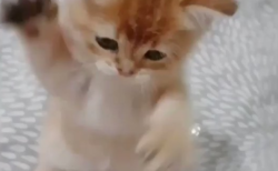 【動画】子猫パンチが可愛すぎる