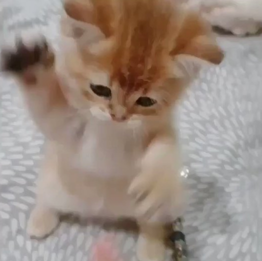 【動画】子猫パンチが可愛すぎる