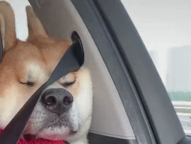 【必見！】「ぐ～ぐ～！」車で爆睡する柴犬くんの表情にネット民大爆笑！