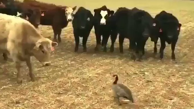 【衝撃】牛の大群の攻撃にたった一羽で立ち向かうガチョウが勇敢すぎる!