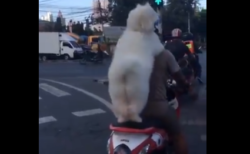 【動画】タイのバイクに乗る犬がふわっふわで激かわ！　ネット民大喜び！