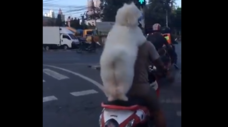 【動画】タイのバイクに乗る犬がふわっふわで激かわ！　ネット民大喜び！