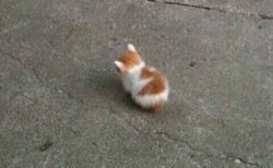 【野良猫】こんな小さい生物（子猫）が ”道端” にいたら引き取るしか無いでしょそりゃ・・・