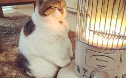 【最高】ストーブの前に座り暖をとる猫の表情がたまらない