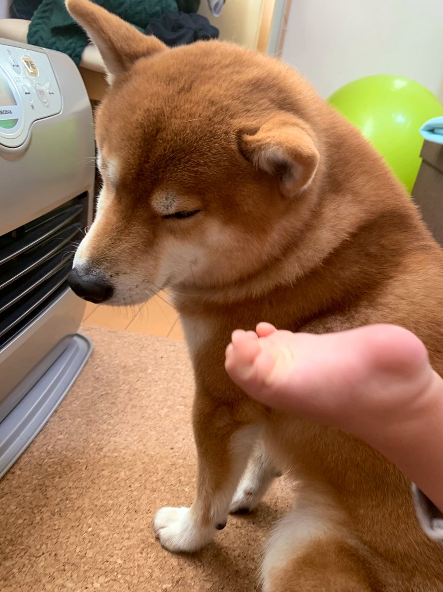 【画像】ストーブの前だけは譲れない柴犬の表情をご覧ください ネット民大爆笑
