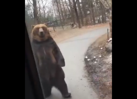【必見！】二足歩行を完璧に習得した熊さん、シュールすぎる！