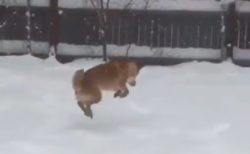 【雪♪】大喜びで庭を駆けまわってる柴犬がものすごくかわいいっ!!