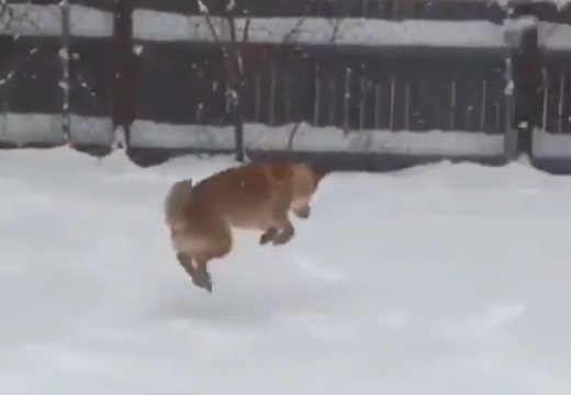 【雪♪】大喜びで庭を駆けまわってる柴犬がものすごくかわいいっ!!