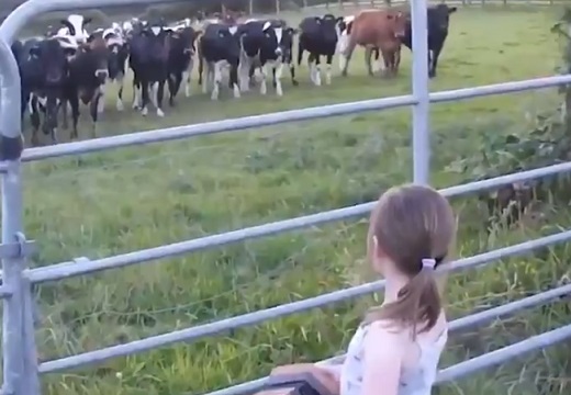 【牧場の小さな演奏会】美少女が演奏をはじめると、、集まってきてじーっと聴き入る牛さんたち