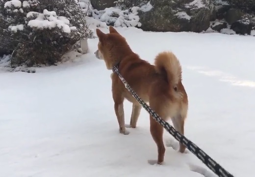 【ﾌﾞﾙﾌﾞﾙﾌﾞﾙﾌﾞﾙ】雪を全く喜んでない柴犬がかわいすぎる！
