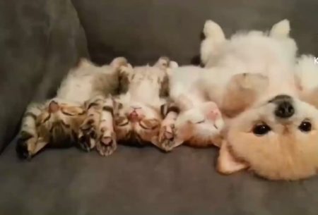子猫と子犬が仰向けで寝てる姿に癒される