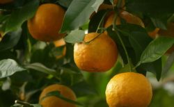【天然の癒やし】オレンジの精油が入ったドイツ発 自然派ブランド「クナイプ」ハンドクリーム。べたつかないのに癒される香りですっごく落ち着く