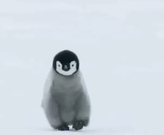 【癒やし】お疲れの皆さん！ペンギンを見て癒やされませんか。最高ですよ！
