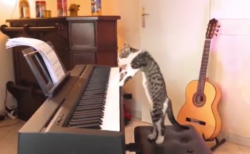 【癒やし】ピアノ演奏をする猫が「只者では無い」と話題に！