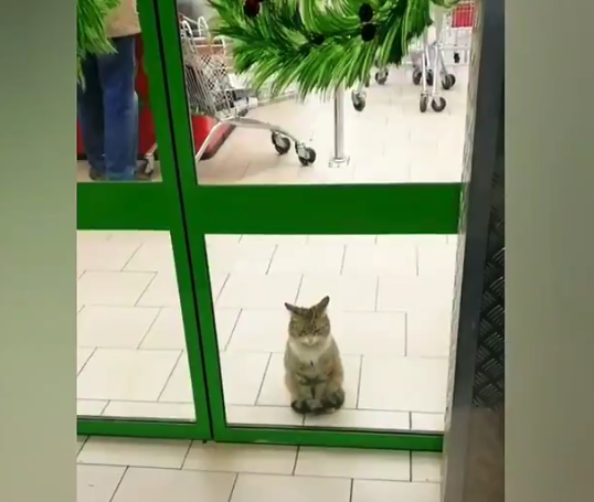 【癒やし】これが本当の ”招き猫” である。お店の入口で大人しく座ってて可愛い！