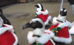 【クリスマス】ペンギンサンタの「お散歩」が可愛すぎる。歩き方も最高だな！