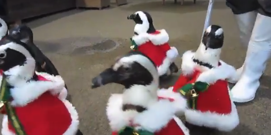 【クリスマス】ペンギンサンタの「お散歩」が可愛すぎる。歩き方も最高だな！