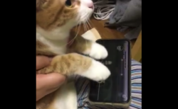 【ノールック】猫が音ゲーをプレイする動画がすごい。可愛すぎるぞ！