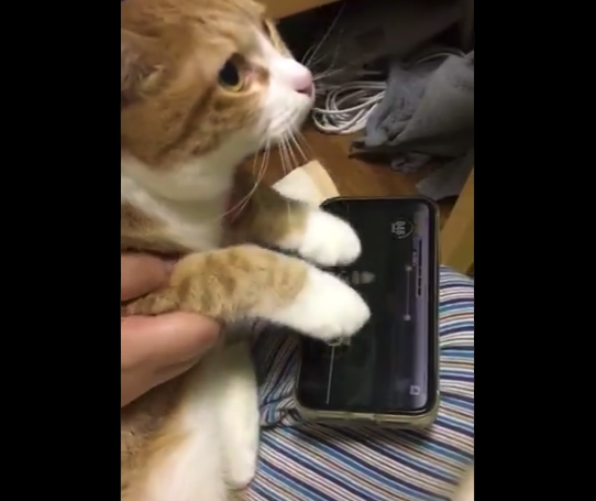 【ノールック】猫が音ゲーをプレイする動画がすごい。可愛すぎるぞ！