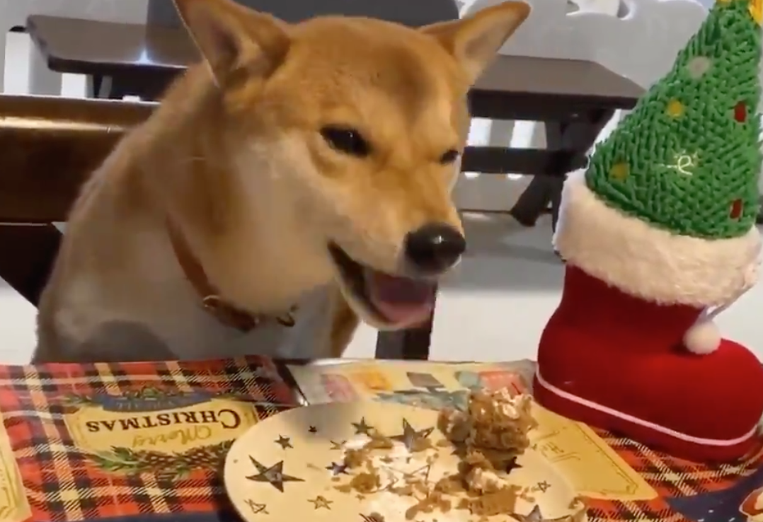 【癒やし】クリスマスケーキを ”ワイルド” に食べる柴犬くんがイケメンすぎる！
