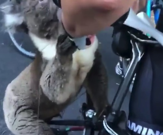 【記録的猛暑】自転車乗ってたら ”野生のコアラ” に水を求められた！