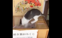 【200円】最高でしかない「招き猫おみくじ」で新年を占いませんか！