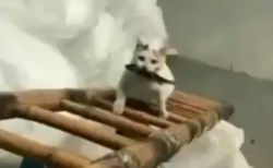 【動画】リアルお魚くわえたドラ猫をご覧ください