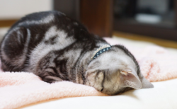 【癒やし】ネコ界で話題の「ごめん寝」と呼ばれる寝相が話題に。可愛すぎる！