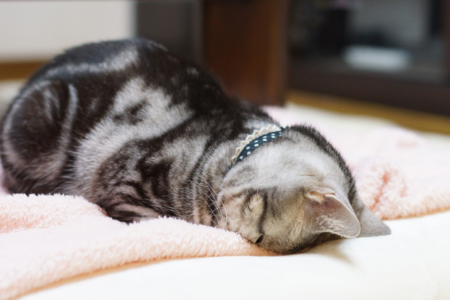 【癒やし】ネコ界で話題の「ごめん寝」と呼ばれる寝相が話題に。可愛すぎる！
