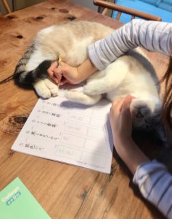 【優しい世界】娘が宿題を嫌だと言わないのは猫達のおかげ