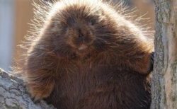 【針】カナダヤマアラシ？という「チクチクの生物」が可愛すぎる。痛いのかな？