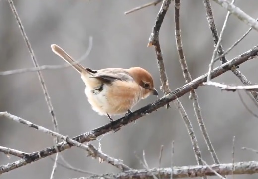 【動画】小鳥が21秒間しっぽフリフリするだけ・・ずっと見ていられる可愛さ