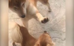 【動画】「ぎゃああああ」予想外の拒否を受けてびっくりする芝犬のリアクションが面白すぎる！