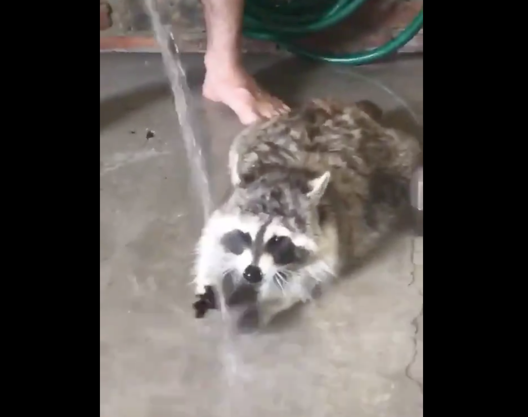 【癒やし】水とじゃれ合うアライグマの ”動き” が可愛すぎるんだが!