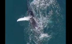 【迫力】ザトウクジラが水と戯れるシーンが神々しいと話題に。雄大だな〜