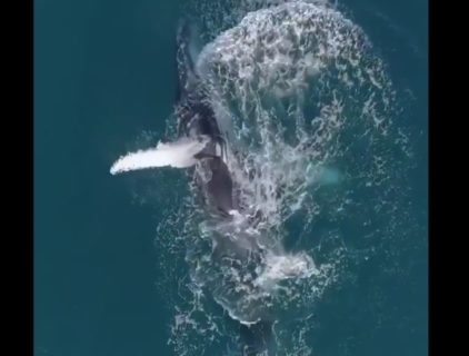 【迫力】ザトウクジラが水と戯れるシーンが神々しいと話題に。雄大だな〜