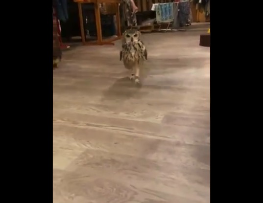 【爆笑】おもむろに「二本足」で走ってくるミミズクがシュール過ぎる!