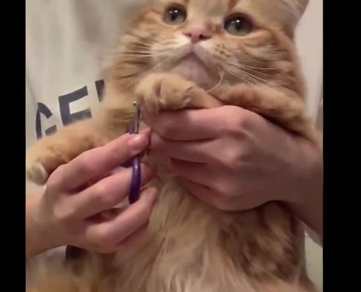 【癒やし】猫ちゃんの爪を切ってたら何とも言えない眼差し。そんな悲しい目で見ないで！