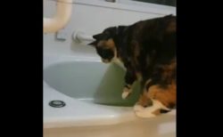 【癒やし】お風呂の「お湯」を抜くことに必死なネコちゃんが笑える！