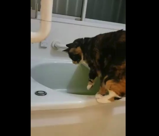 【癒やし】お風呂の「お湯」を抜くことに必死なネコちゃんが笑える！