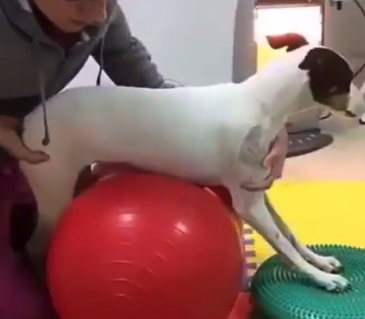 【感動】歩けなかった犬くん。毎日リハビリを頑張った結果、歩けるように!