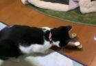 【動画】キティちゃん、ガンダムとコラボしていた笑