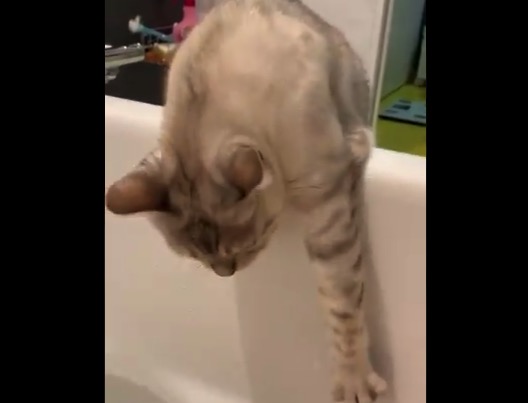 【お風呂】いつもは届く距離にあるはずの「お湯」がなかった場合の猫ちゃん！