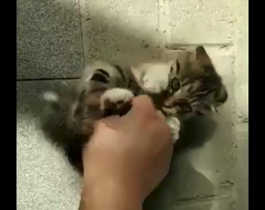 子猫 かわいい猫の赤ちゃんに こしょこしょ からの ばー Break Time