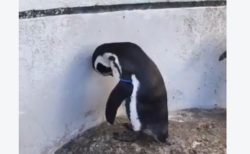 【どうしたの？！】水族館にすごい落ち込んでるペンギンがいた