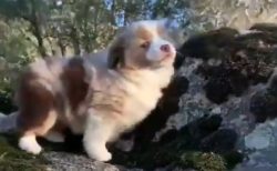 【動画】オーストラリアンシェパードの子犬が遠吠え。声も口もぜんぶ可愛い
