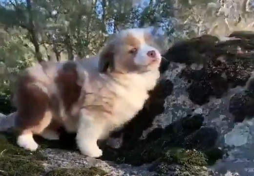 【動画】オーストラリアンシェパードの子犬が遠吠え。声も口もぜんぶ可愛い