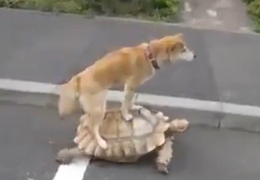 【浦島太郎?】ゆっくり歩く大きな亀の上で踏ん張って立ってるわんこがすごくシュール