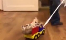 【動画】おもちゃのトラックにすっぽり入っちゃってる子猫とひっぱる男児。みんなかわいい